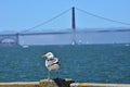 Seagull at Pier and Golden Gate Bridge Royalty Free Stock Photo