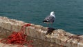 A seagull on a pier looking at the sea