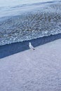 Seagull on the pier near the sea. Nessebar, Bulgaria Royalty Free Stock Photo