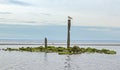 Seagull pier post oceans cape with green moss