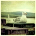 Seagull on a pier Royalty Free Stock Photo