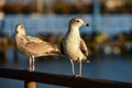 Seagull on a Pier Royalty Free Stock Photo