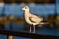 Seagull on a Pier Royalty Free Stock Photo