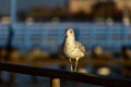 Seagull on a Pier Royalty Free Stock Photo