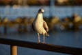 Seagull on a Pier Royalty Free Stock Photo