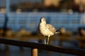 Seagull on a Pier Royalty Free Stock Photo