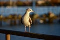 Seagull on a Pier Royalty Free Stock Photo