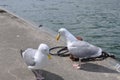 Seagull, Pier Royalty Free Stock Photo