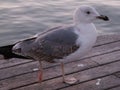 Seagull in the pier