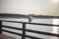 Seagull on the pier and sunset