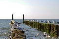 Seagull pier in Zeeland Royalty Free Stock Photo