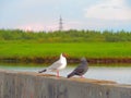 A seagull and a pigeon sitting on an embankment parapet