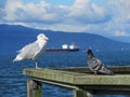 Seagull And Pigeon Standing At The Wooden Structure