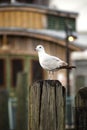 Seagull on a pile
