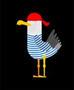 Seagull pirate isolated. Gull in pirate clothes. vector illustration For holiday International Talk Like a Pirate Day