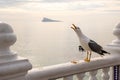 Seagull. Royalty Free Stock Photo