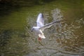 A seagull plummets over the waters.