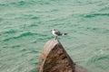 Seagull on a pointy rock in Miami South Beach, Florida Royalty Free Stock Photo