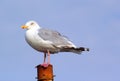 Seagull on a pole close up. Royalty Free Stock Photo