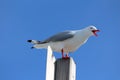 Seagull on Pole Royalty Free Stock Photo