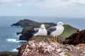 Seagulls on Ponta de Sao Lourenco peninsula, Madeira island, Portugal