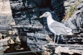 Seagull in Portovenere, Italy. Seagull on a cliff in a Grotta di lord Byron on tne background of a turquoise sea