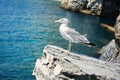 Seagull in Portovenere, Italy. Seagull on a cliff in a Grotta di lord Byron on tne background of a turquoise sea