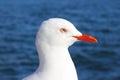 Silver gull portrait against blurred blue water