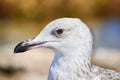 Close-up portrait of a sea gull. Royalty Free Stock Photo