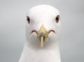 Seagull portrait Royalty Free Stock Photo
