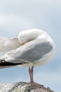 Seagull Portrait