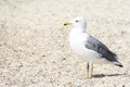 Seagull portrait against beach.Close up view of white bird seagull sitting by the beach Royalty Free Stock Photo