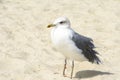 Seagull portrait against beach.Close up view of white bird seagull sitting by the beach. Royalty Free Stock Photo