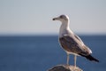Seagull portrait against the sea coast. Close up view of white seagull sitting by the beach. Wild seagull with natural blue backgr Royalty Free Stock Photo
