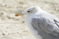 Seagull portrait against sea shore. Close up view of white bird seagull sitting by the beach Royalty Free Stock Photo