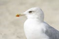 Seagull portrait against sea shore. Close up view of white bird seagull sitting by the beach