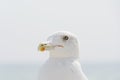 Seagull portrait against sea shore. Close up view of white bird seagull sitting by the beach Royalty Free Stock Photo