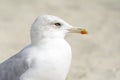 Seagull portrait against sea shore. Close up view of white bird seagull sitting by the beach Royalty Free Stock Photo