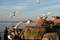 Seagull portrait against sea shore. Close up view of white bird seagull sitting by the beach. Wild seagull with natural gray Royalty Free Stock Photo