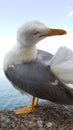 Seagull portrait against sea shore. Close up view of white bird seagull sitting by the beach. Wild seagull Royalty Free Stock Photo