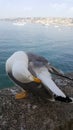 Seagull portrait against sea shore. Close up view of white bird seagull sitting by the beach. Wild seagull Royalty Free Stock Photo