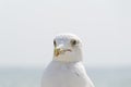 Seagull portrait against sea shore. Close up view of white bird seagull sitting by the beach Royalty Free Stock Photo