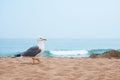 Seagull portrait against sea shore. Close up view of white bird seagull sitting by the beach. Royalty Free Stock Photo