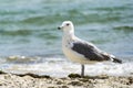 Seagull portrait against sea shore. Close up view of white bird seagull sitting by the beach Royalty Free Stock Photo