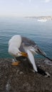 Seagull portrait against sea shore. Close up view of white bird seagull sitting by the beach. Wild seagull Royalty Free Stock Photo