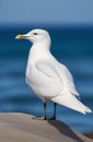 Seagull portrait against sea shore. Close up view of white bird seagull sitting by the beach. Wild seagull with natural Royalty Free Stock Photo