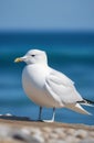 Seagull portrait against sea shore. Close up view of white bird seagull sitting by the beach. Wild seagull with natural Royalty Free Stock Photo