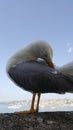 Naples Seagull portrait against sea shore. Close up view of white bird seagull sitting by the beach. Wild seagull Royalty Free Stock Photo