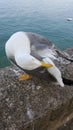 Naples Seagull portrait against sea shore. Close up view of white bird seagull sitting by the beach. Wild seagull Royalty Free Stock Photo