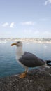 Naples Seagull portrait against sea shore. Close up view of white bird seagull sitting by the beach. Wild seagull Royalty Free Stock Photo